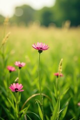 Fototapeta premium Gentle grasses sway in a field with Pusteblume L?wenzahn flowers, nature, pusteblume l?wenzahn