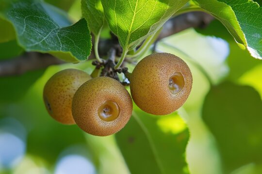 Honeydew gathering ants from the European fruit scale Parthenolecanium corni are significant pests of fruit trees in orchards and gardens