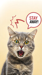 angry cat with speech bubble meme