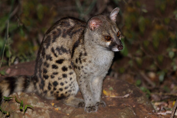 Südliche Großfleck-Ginsterkatze / South African large-spotted genet / Genetta tigrina
