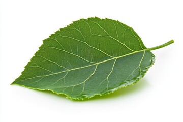 Obraz premium isolated green leaf with mulberry fruit