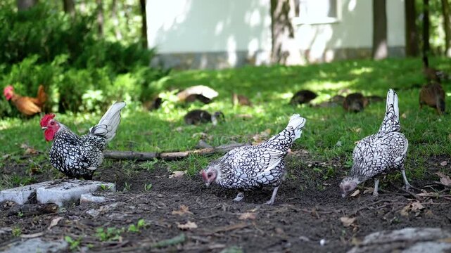 A Sebright rooster and two hens forage on the ground, with other poultry in the background on a sunny summer day. Idyllic farm scene.