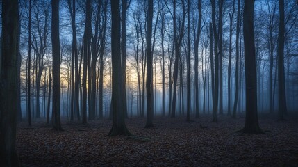 Enchanted Forest at Dusk: A Mystical Sunrise Through Misty Trees