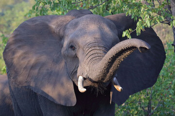 Afrikanischer Elefant / African elephant / Loxodonta africana