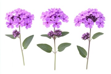 Obraz premium isolated purple verbena foliage