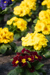 An eye-catching close-up of colorful primroses in a nursery, with yellow and deep red flowers blooming in full. 