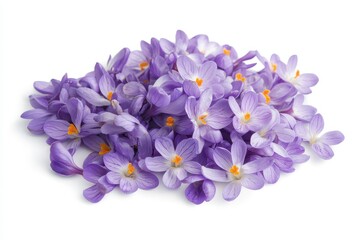 Isolated white background featuring small purple spring crocuses