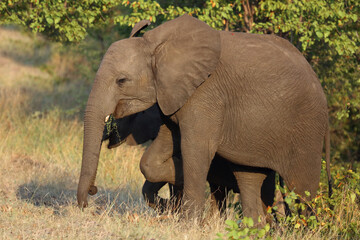 Fototapeta premium Afrikanischer Elefant / African elephant / Loxodonta africana