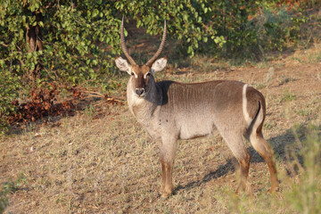 Wasserbock / Waterbuck / Kobus ellipsiprymnus