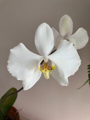 Obraz premium Amabilis phalaenopsis white flower orchid