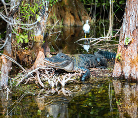 American Alligator resting in a swamp in the Florida Everglades during winter