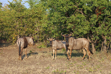 Fototapeta premium Streifengnu / Blue wildebeest / Connochaetes taurinus
