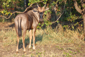 Streifengnu / Blue wildebeest / Connochaetes taurinus