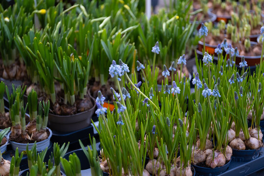 A wide-angle view of rows of blooming grape hyacinths in a greenhouse, showcasing a sea of vibrant blue flowers among fresh greenery.