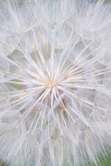 Fototapeta premium White dandelion puffball close-up