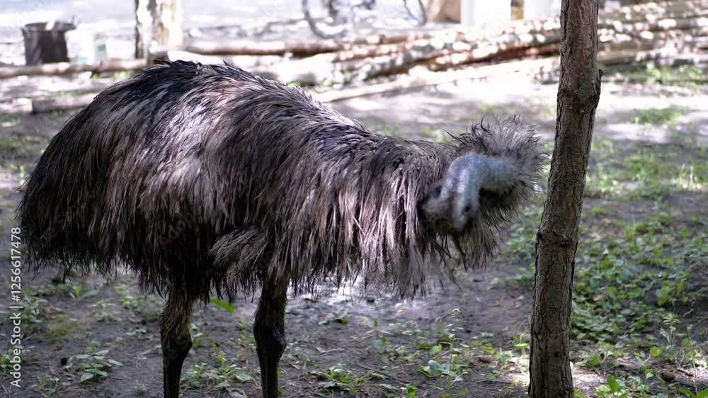 Poster an emu scratches its head against a tree trunk in a park setting. the bird's shaggy plumage and uniq
