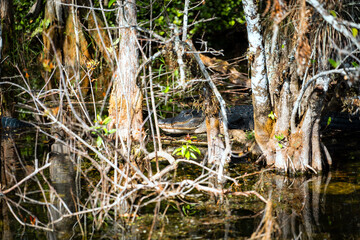 American Alligator resting in a swamp in the Florida Everglades during winter