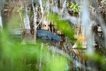 American Alligator resting in a swamp in the Florida Everglades during winter