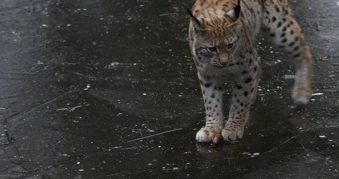 Lynx on ice. Eurasian lynx, Lynx lynx, playing with spruce cone and sliding on frozen forest pond. Beautiful wild cat in nature. Cute animal with spotted orange fur. Pure fun of bobcat. Beast of prey.