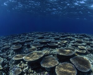 Vast ocean underwater, front view showing layers of deep blue, glimmers of sunlight reaching the coral reef below, tranquil mood