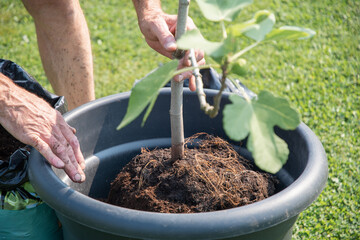 Gardener carefully holding the small trunk of a fig tree while repotting it into a larger pot,...