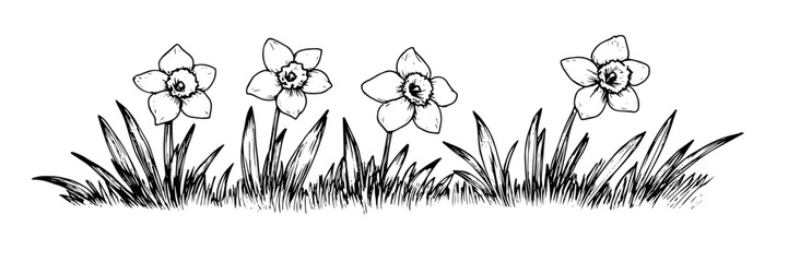 daffodils in grass vector doodle black sketch illustration © Kaz