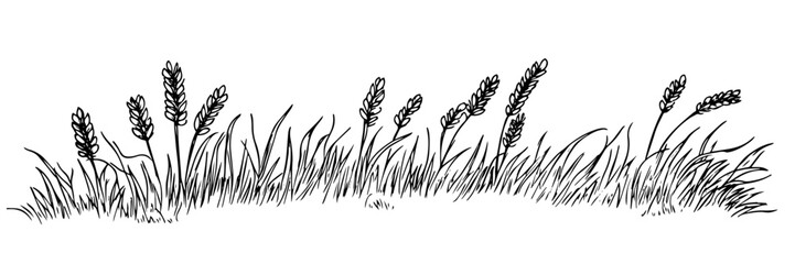 wheat field grass vector doodle black sketch illustration © Kaz
