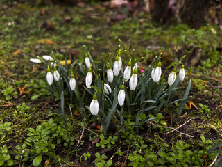 first spring flowers, snowdrops in the garden 