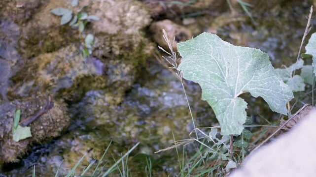 Serene close-up of a green leaf with a small stream flowing in the background. The soft focus adds to the peaceful atmosphere.