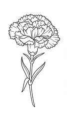 carnation sketch 