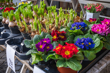 Primula vulgaris and spring daffodil bulbs with price tags on a market stall