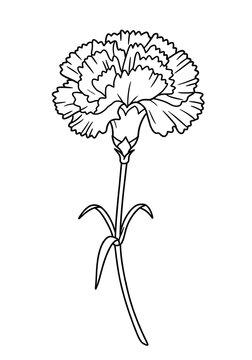 carnation flower outline drawing clip art preview