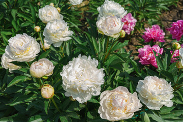 Vibrant fresh white peony flower bush in full bloom in the garden or park in sunny day, flowerbed. Summer natural floral background, wallpaper. Gardeing, breeding, growing flowers
