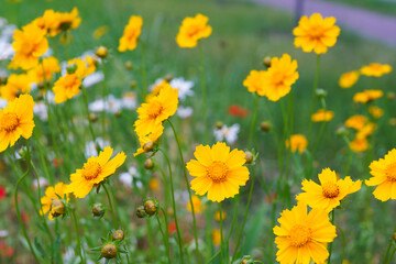 Obraz premium Coreopsis lanceolata, Lanceleaf Tickseed or Maiden eye on meadow, field blooming in summer. Nature, plant, floral background. Garden, lawn of yellow flowers lance leaved Coreopsis in bloom