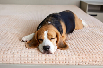 Cute beagle dog sleeps on a bed on a beige blanket.