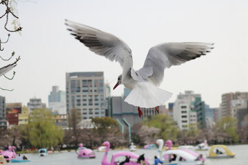 カモメが羽ばたいている風景