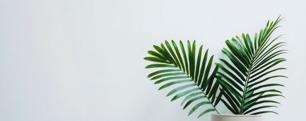 Minimalist indoor green plant in white pot against simple background