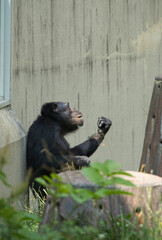 座ってくつろいでいるチンパンジー