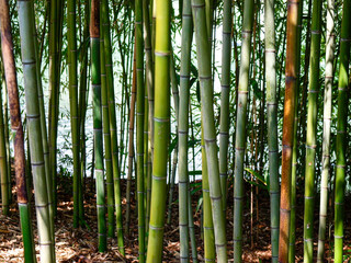 Fototapeta premium botanical island with flowers and natural park