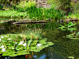 botanical island with flowers and natural park
