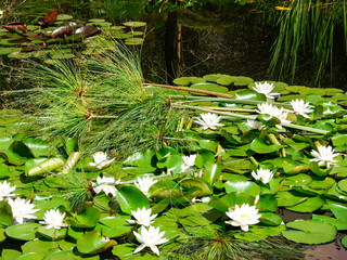 botanical island with flowers and natural park