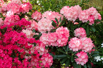 botanical island with flowers and natural park