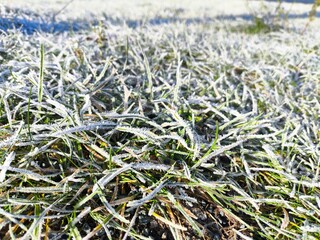 Close-up of frost-covered grass blades glistening in the sunlight on a cold winter morning