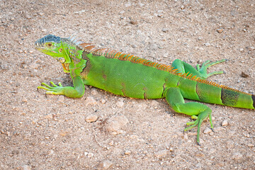 Large juvenile green iguana crawling on the ground