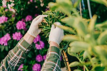 Euonymus fortunei standard form in the gloved hands of a gardener .Topiary from euonymus.Growing...