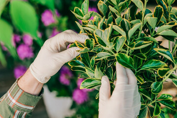 Euonymus fortunei standard form in the gloved hands of a gardener in a spring blooming...