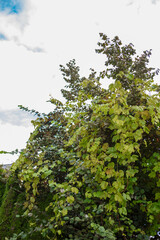 trees in the forest 