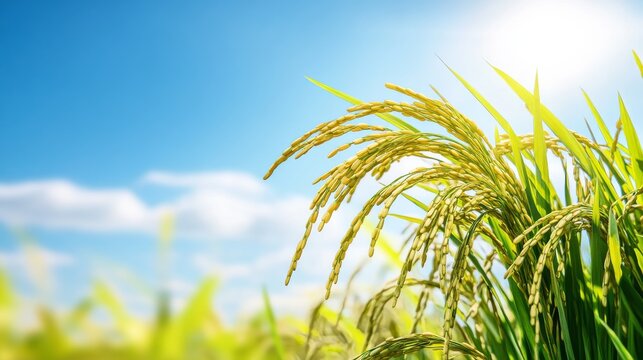 Rice plant under blue sky. Featuring a rice plant growing under a clear blue sky. Highlighting agricultural beauty and natural environment. Ideal for nature and farming visuals.