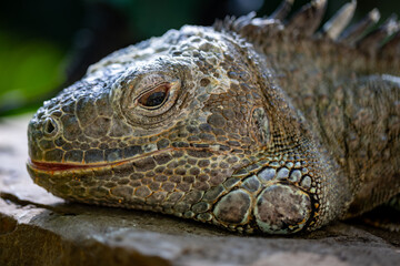 close up of iguana