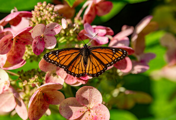 monarch butterfly feeding on wildflowers 